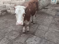 Kuh, Simmental cattle — Foto 3