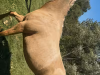 Stute, Quarter Horse — Foto 4