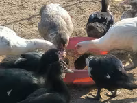 Ducks — 3-сурет