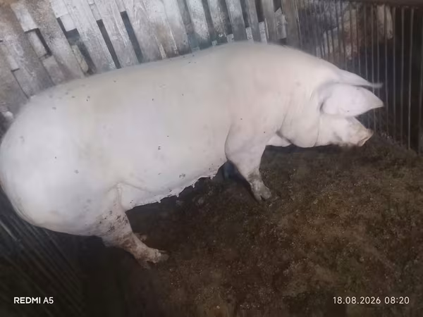 Sow, Pigs