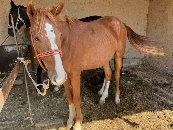 Mare, Horses