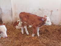 Toro, Simmental cattle — foto 5