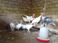Blanca de pechuga ancha — foto 3