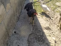 Chickens — फ़ोटो 3