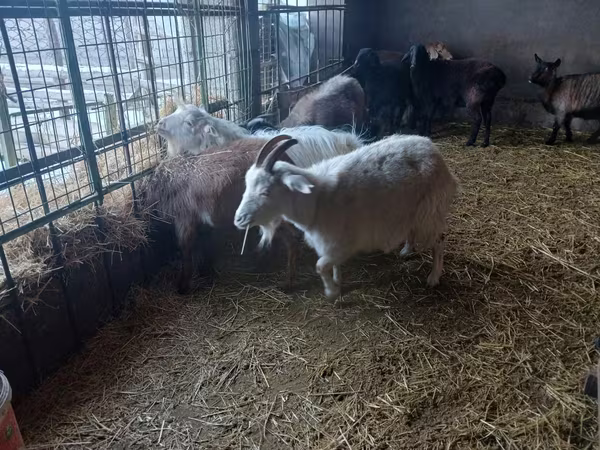 Ешкі, Alpine goat