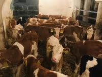 Бұқа, Simmental cattle — 6-сурет