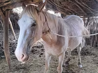 Caballo, Kazakh horse — foto 5