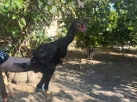 Chickens — 8-rasm