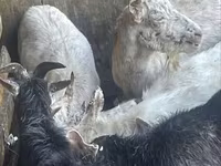 Dişi keçi, Saanen goat — foto 4