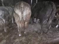 Bulle, Simmental cattle — Foto 3