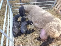 Ram, Dorper sheep — photo 4