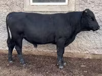 Bulle, Aberdeen-Angus — Foto 2