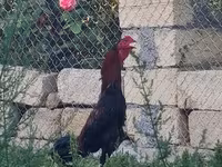 Chickens — الصورة 1