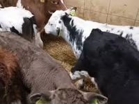 İribuynuzlu mal-qara (partiya, cinsi göstərilməyib), Simmental cattle — foto 6