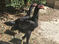 Chickens — foto 2