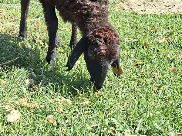母羊, Sheep