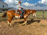 حصان, American paint horse — الصورة 7