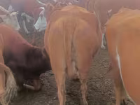 بقرة, Simmental cattle — الصورة 5