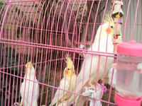 Korella qəfəs yuva munasib qiymete — Foto 5
