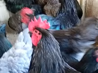 Australian Pit Game fowl — Foto 1