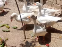 Geese — Foto 2