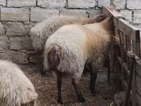 Widder, Blackheaded Persian sheep — Foto 6
