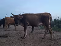 गाय, हेरफोर्ड — फ़ोटो 5
