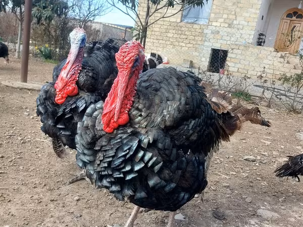 Turkeys