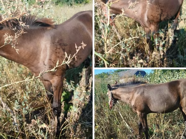 公马, Horses
