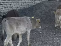 Bulle, Jersey-Rasse — Foto 8
