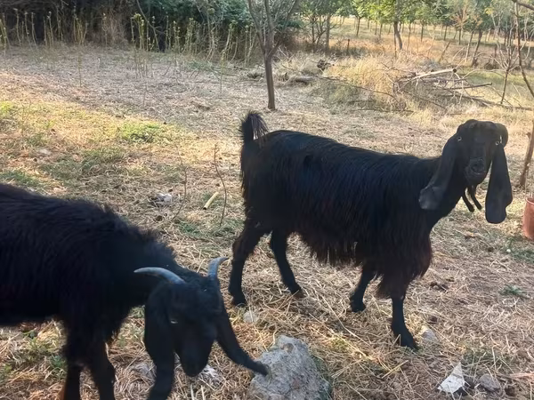 Cabro, Cabras