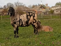تيس, Nubian Goat — الصورة 4