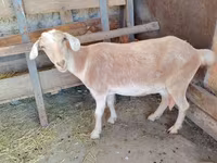 Ziege, Saanen goat — Foto 7