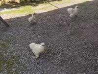 Seidenhuhn — Foto 4