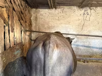 Toro, Ganado vacuno — foto 1