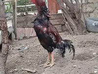Chickens — फ़ोटो 3