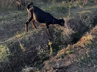 Ешкі, Nubian Goat — 2-сурет