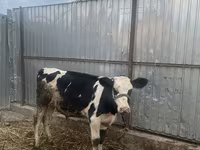 Vaca, Russian Black pied cattle — foto 2