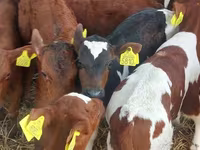 Buğa, Simmental cattle — foto 4