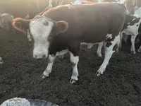 ثور, Simmental cattle — الصورة 6