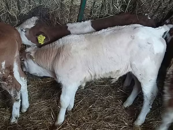 Bulle, Simmental cattle