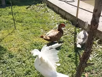 Ducks — 6-сурет