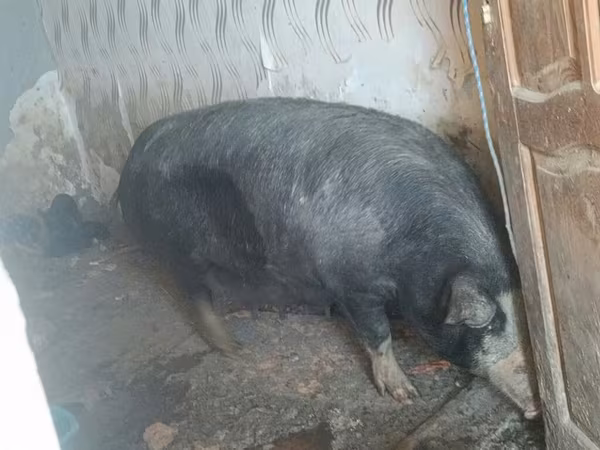 Boar, Pigs