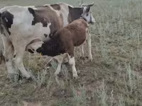 Vaca, Ganado vacuno — foto 7