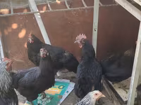 Chickens — 6-rasm