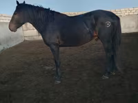 Aygʻir, Kushum Horse — 5-rasm