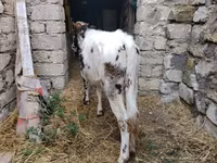 Kuh, Russian Black pied cattle — Foto 5