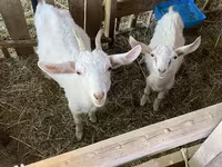 Cabra, Cabras — foto 3