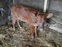 Bulle, Simmental cattle — Foto 1