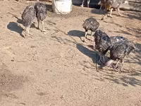 Turkeys — الصورة 4